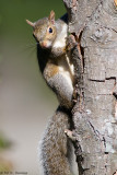 Squirrel in sun