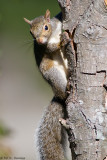 Squirrel in sun