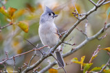 Titmouse on alert