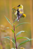 Checking a flower