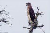 On alert