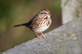 Sparrow on fence