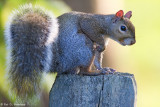 Squirrel at rest