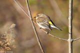 Warbler at rest