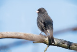 Junco resting