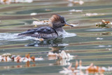 Female Merganser