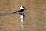 Merganser reflection