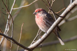 House Finch in sun