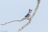 Blue Jay, blue sky