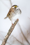 White throat