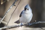 Posing Titmouse