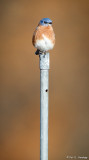 On a pole