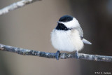 Chickadee on limb