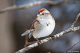 Tree Sparrow