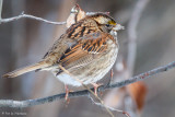 White-throated Sparrow