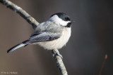 Chickadee in sun