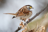 Winter perch