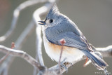 Calling Titmouse