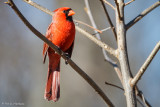 Cardinal on limb