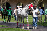 White horse