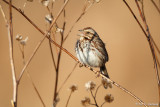 Singing Sparrow