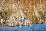 Pair of cranes