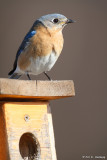 Bluebird at home