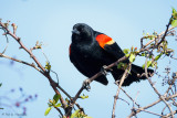 On a bush