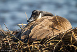 Hiding on nest