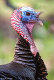 Turkey up close