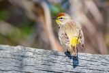 Palm Warbler