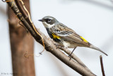 Perched on limb