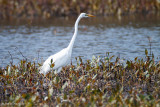 Egret and plants