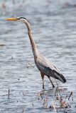 Standing tall