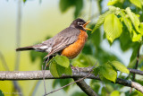 Robin calling