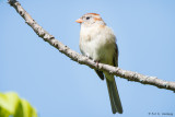 Field Sparrow and sky