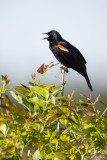 Noisy Blackbird