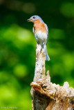 On a dead tree