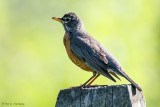Robin on post