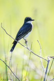 Kingbird in field