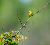 Little Warbler