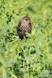 Blackbird in bush