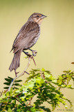 Blackbird profile