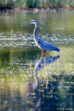 Heron in wetlands