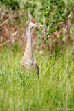 In tall grass