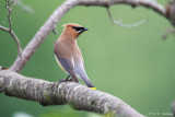 Waxwing looking back