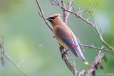 Waxwing in tree