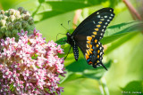 Swallowtail on flower