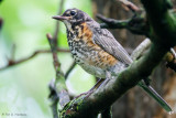 Immature Robin