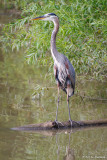 Tall Heron